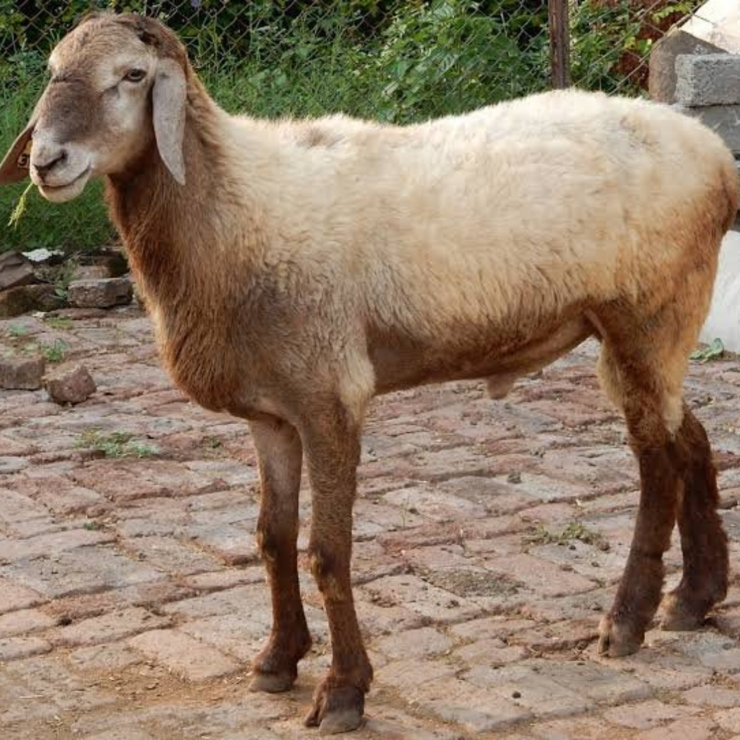 Deccani Sheep Sheep D0156