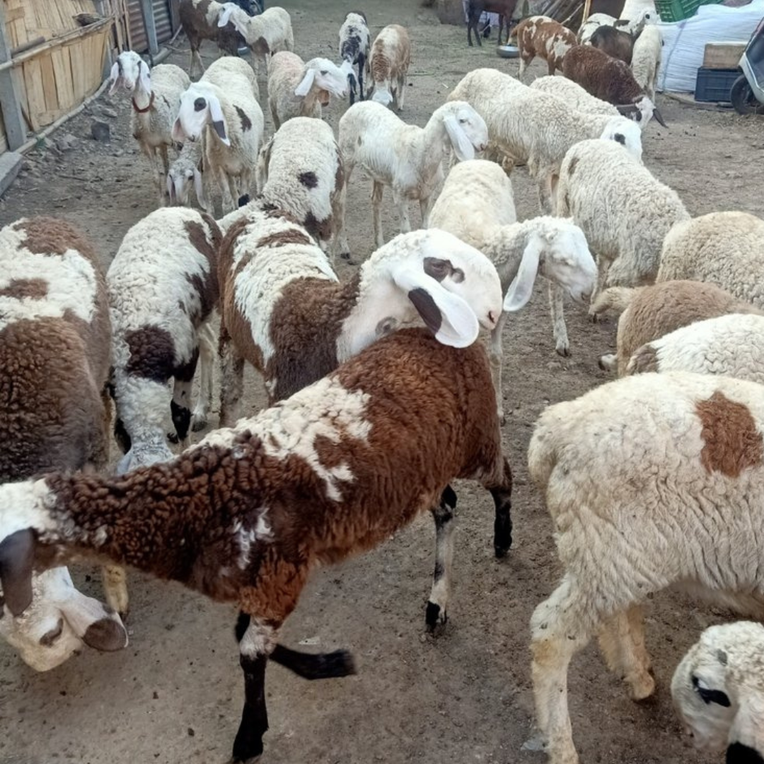 NARI Suwarna Sheep N0126